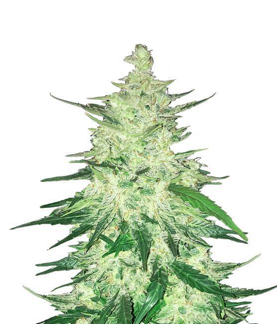 420 Fast Buds CBD 1:1 Auto Feminised Seeds (Formerly Crack CBD Auto) - 2 Pack