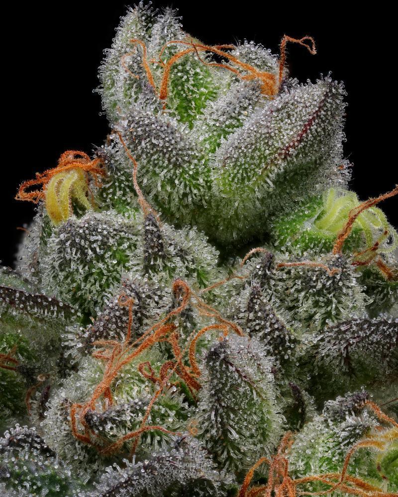 Humboldt Seeds Caramel Cream Auto Feminized Seeds 5 Pack
