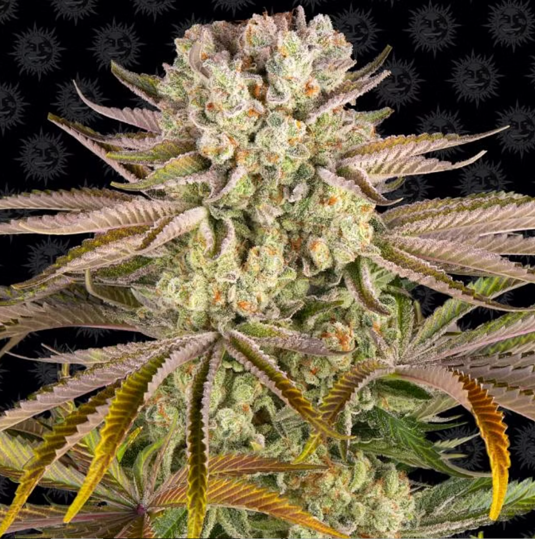 Pineapple Express Feminised Seeds