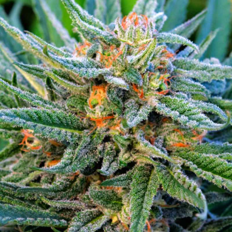 Nirvana Seeds Blue Dream Auto Feminized Seeds 5 Pack