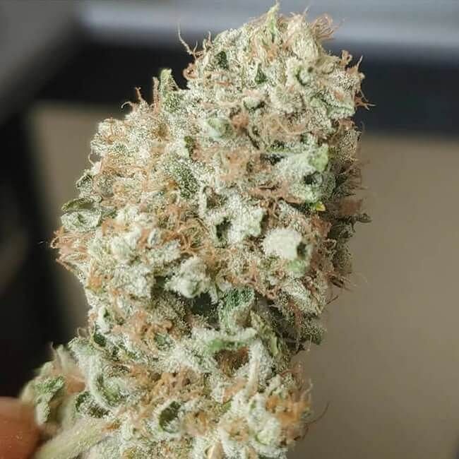 Limonene CBG Feminised Seeds - 5 seeds