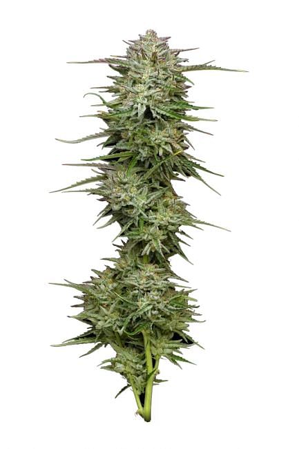 Humboldt Seed Co - Pound Town Auto Feminised Seeds - 5 seeds