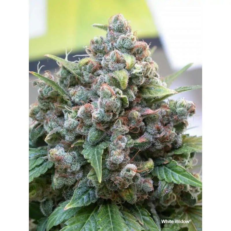 Dutch Passion - White Widow - Fem/Photo 5 Pack