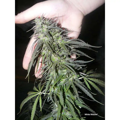 Dutch Passion - White Widow - Fem/Photo 5 Pack