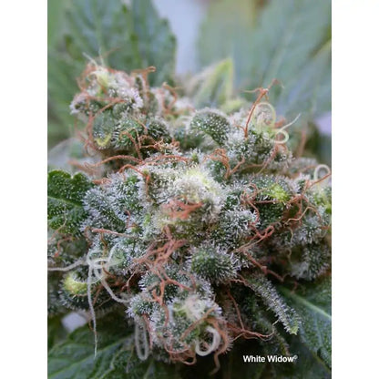 Dutch Passion - White Widow - Fem/Photo 5 Pack