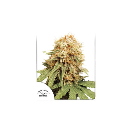 Dutch Passion - White Widow - Fem/Photo 5 Pack