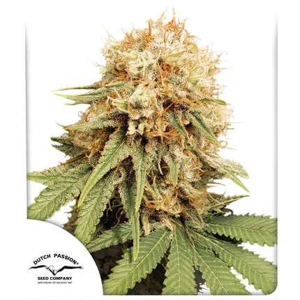 Dutch Passion White Widow Feminized Seeds 3 Pack