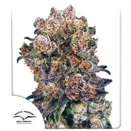 Dutch Passion Blueberry Feminized Seeds 3 Pack (Multiple sizes)