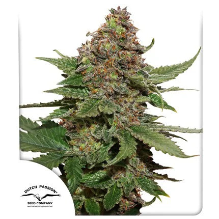 Dutch Passion Strawberry Cough 3 Pack