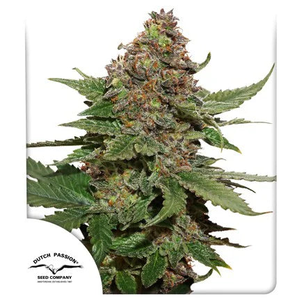 Dutch Passion Durban Poison Feminized Seeds