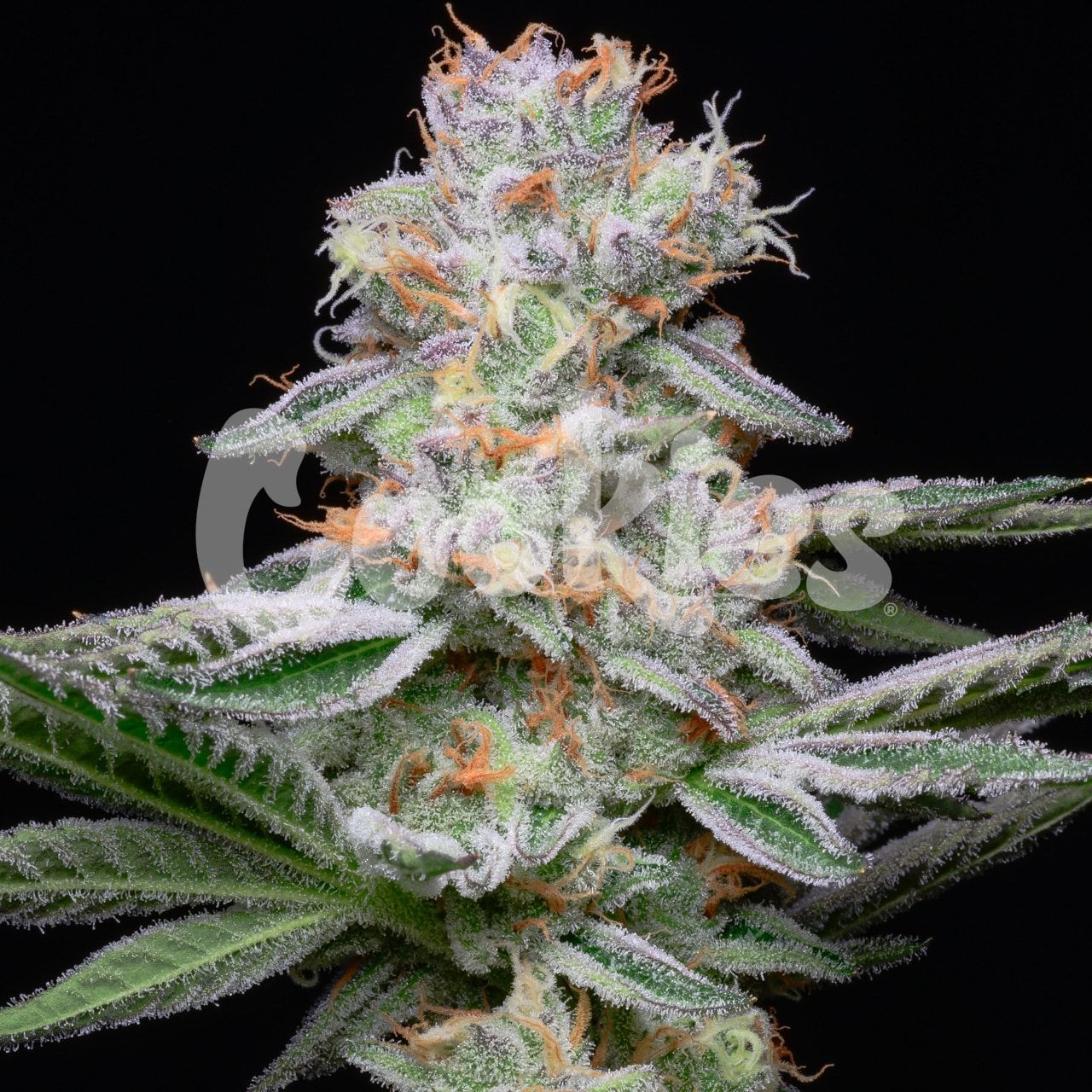 Cookies - GrapeFruitz - Seeds - 6 pack Feminized