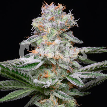 Cookies - GrapeFruitz - Seeds - 6 pack Feminized