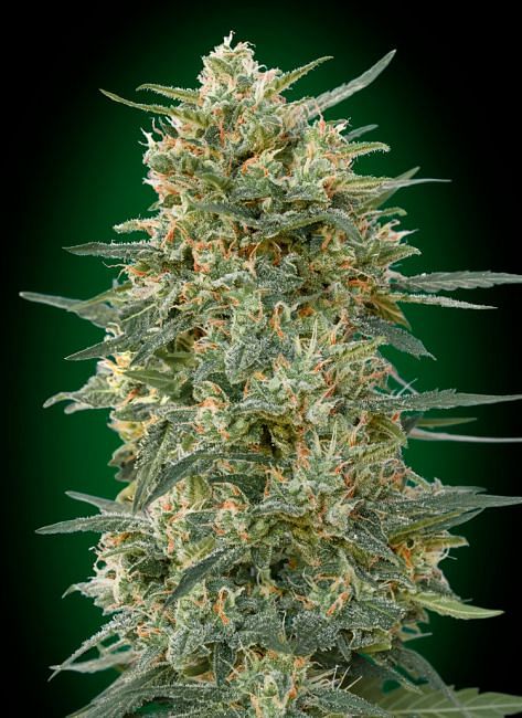 420 Fast Buds Gorilla Cookies FAST Feminised Seeds