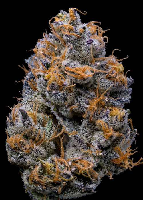 Lemonnade by Cookies -  Velvet Cream - Seeds - 6 pack Feminized