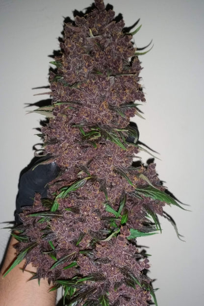 420 Fast Buds Purple Lemonde 5 Pack Fem/Photo FAST