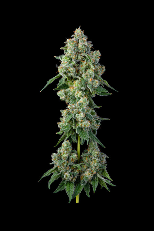 Compound Genetics Banana Cream Pop Feminized Seeds 3 Pack