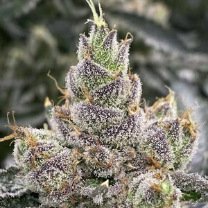 Mosca Seeds Bluemosa S1 Feminized Seeds 6 Pack