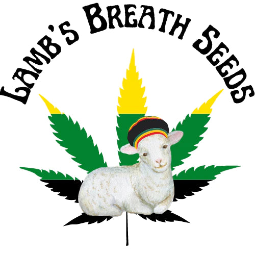 Lambs Breath Seeds 8 Pack