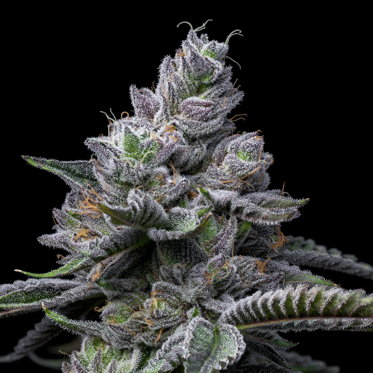 Cookies RS11 x Hollywood Feminized Seeds 6 Pack