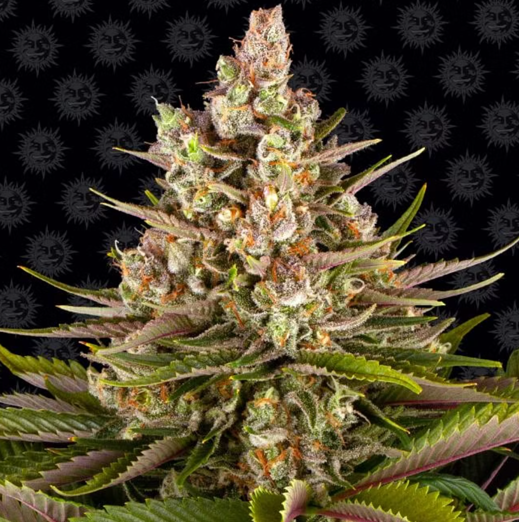 Sour Strawberry Feminized Seeds