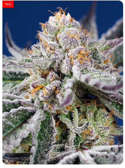 Sweet Seeds Orange Apricot Glue XL Auto  5+2 Pack