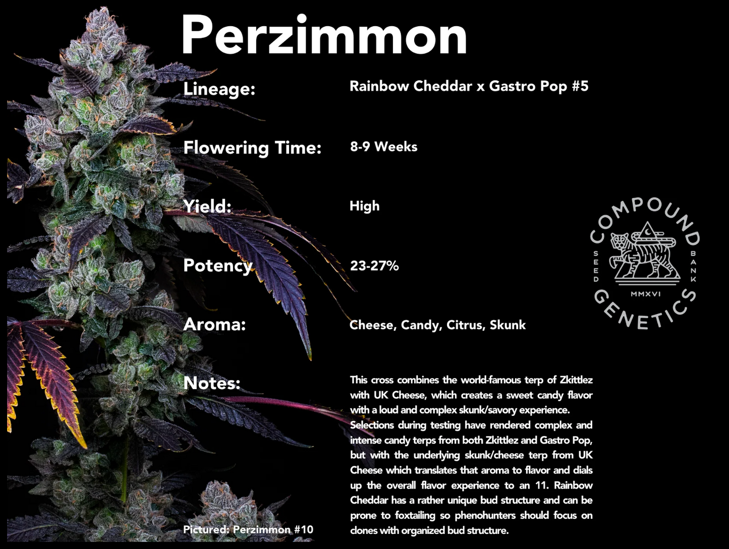 Compound Genetics - Perzimmon 3 + 2  Pack Feminized