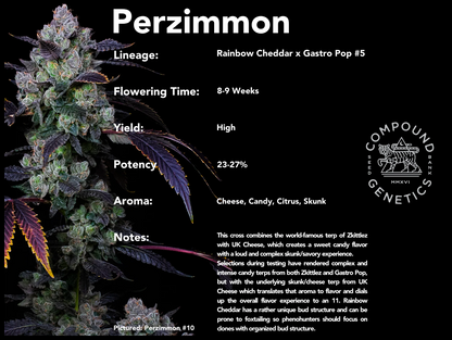 Compound Genetics - Perzimmon 3 + 2  Pack Feminized