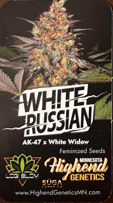 High End Genetics White Russian (AK-47 x White Widow) 3 pack
