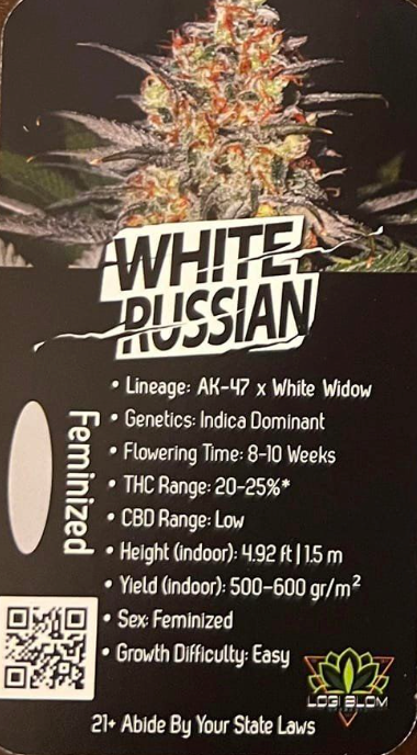 High End Genetics White Russian (AK-47 x White Widow) 3 pack