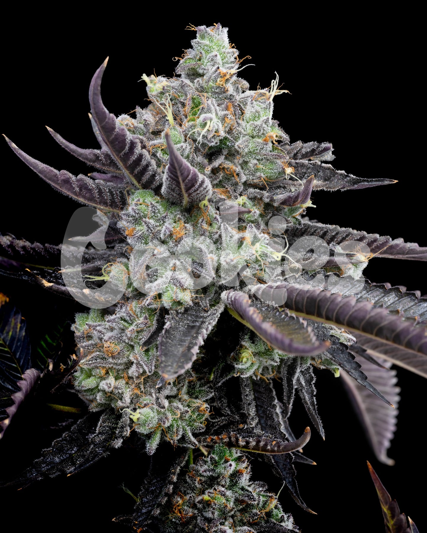 Cookies Tie Die Feminized Seeds 6 Pack