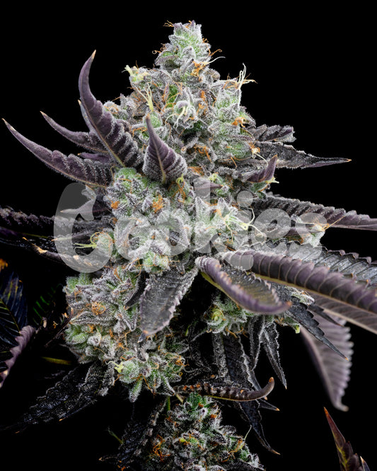 Cookies Tie Die Feminized Seeds 6 Pack