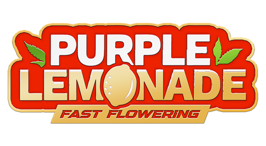 420 Fast Buds Purple Lemonde 5 Pack Fem/Photo FAST