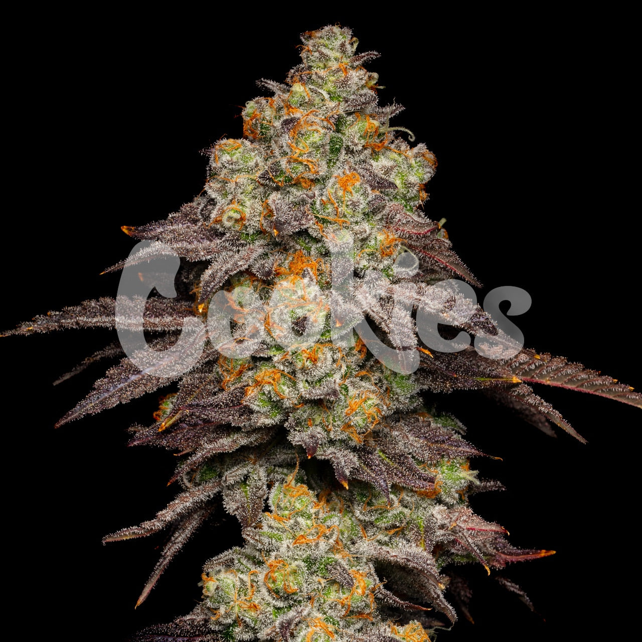 Cookies Big Z Feminized Seeds 6 Pack