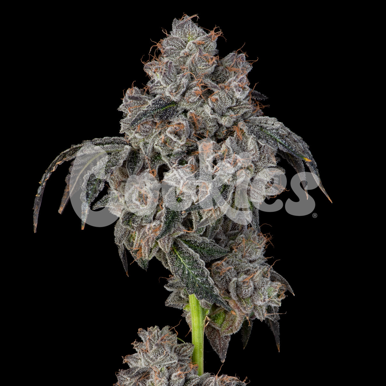 Cookies Blueberry Cherries Feminized Seeds 6 Pack