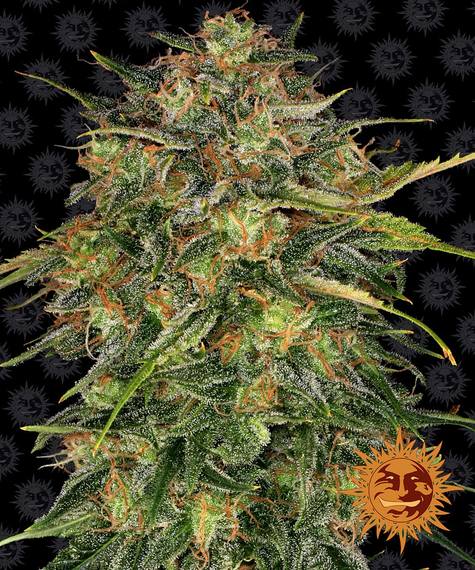 Barneys Farm Cheese Seeds