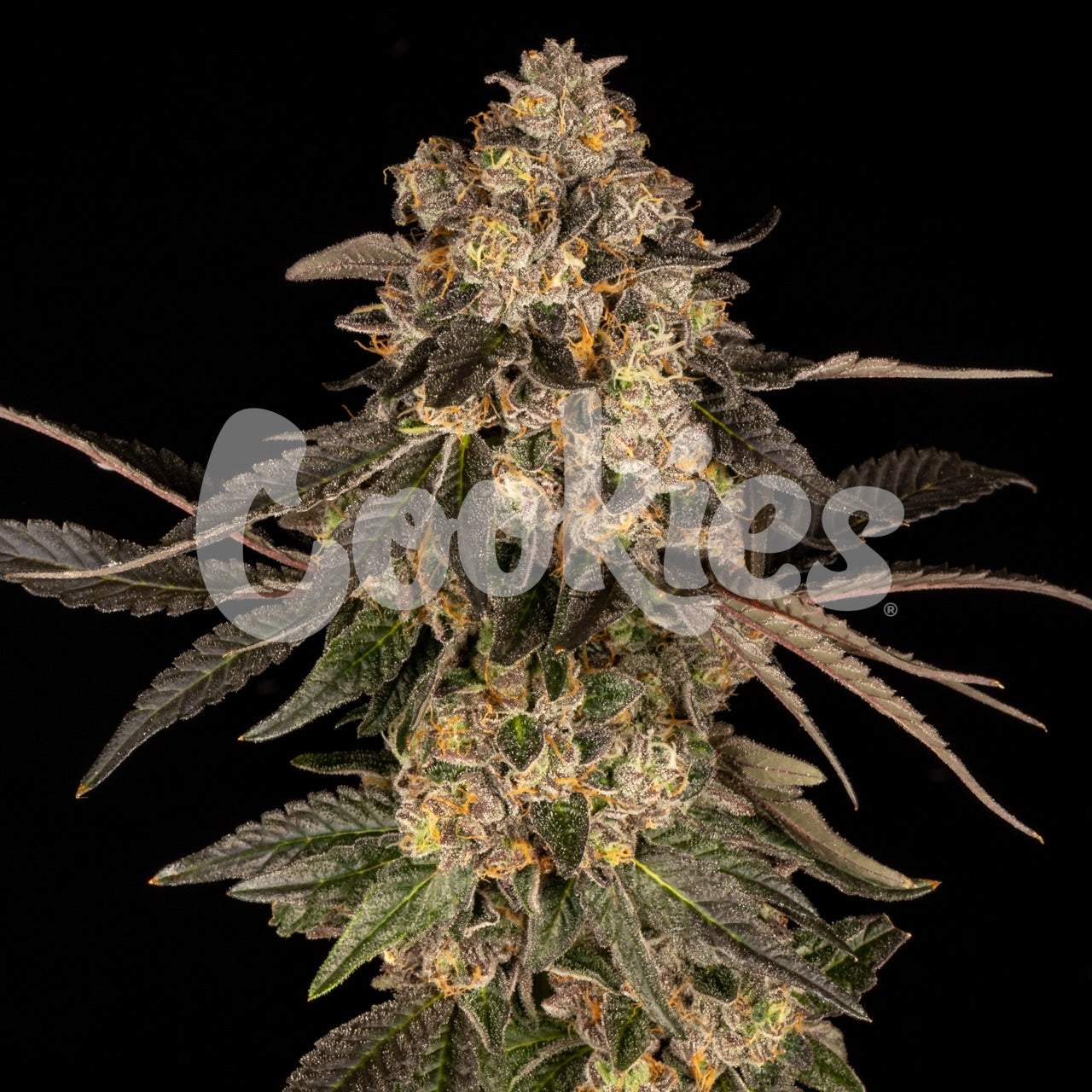 Cookies Cherry Fritter Feminized Seeds 6 Pack