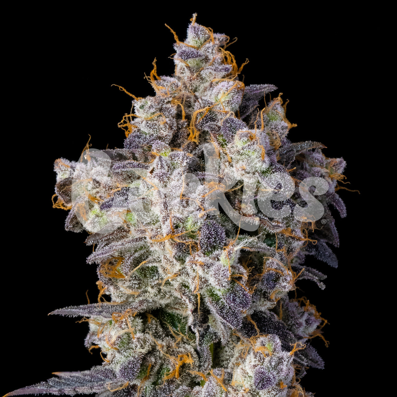 Cookies Cherry Zelato Feminized Seeds 6 Pack