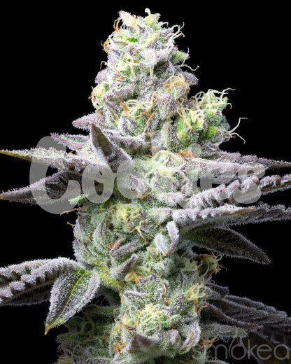 Cookies - Wet Wet - Seeds - 6 pack Feminized