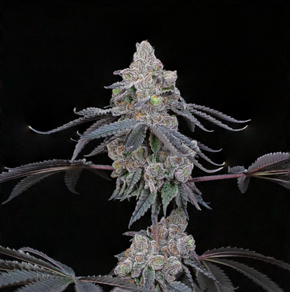 Compound Genetics Double Up Seeds 7 Pack