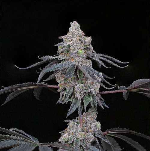 Compound Genetics Double Up Seeds 7 Pack