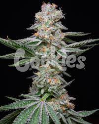 Cookies - GrapeFruitz - Seeds - 6 pack Feminized