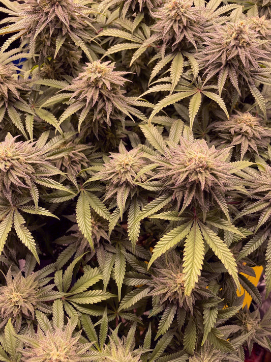 Granddaddy Purple Autoflower Seeds 3, 6 Pack