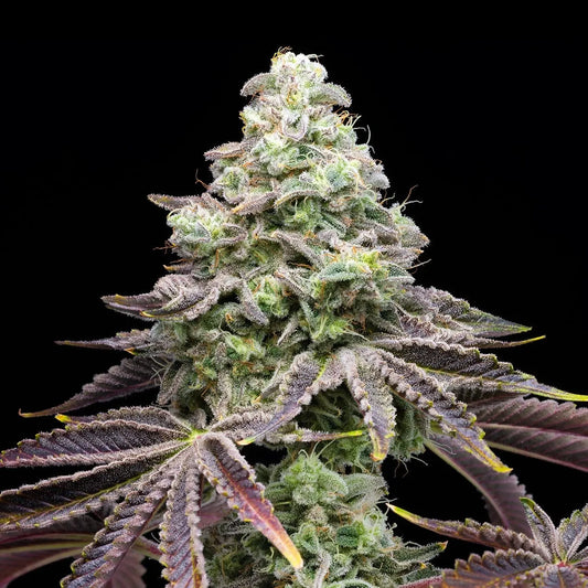 Khalifa Kush Seeds 3, 6 Pack