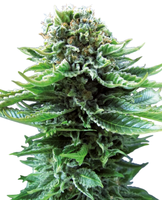 Northern Lights Autoflower Seeds 3, 6 Pack