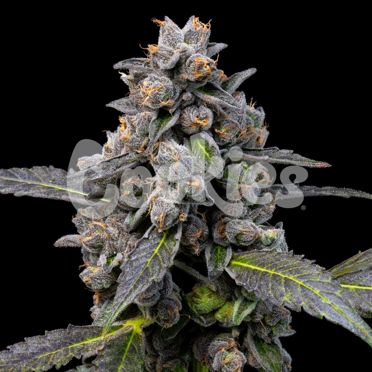 Cookies Pink Passion Fruit Feminized Seeds 6 Pack