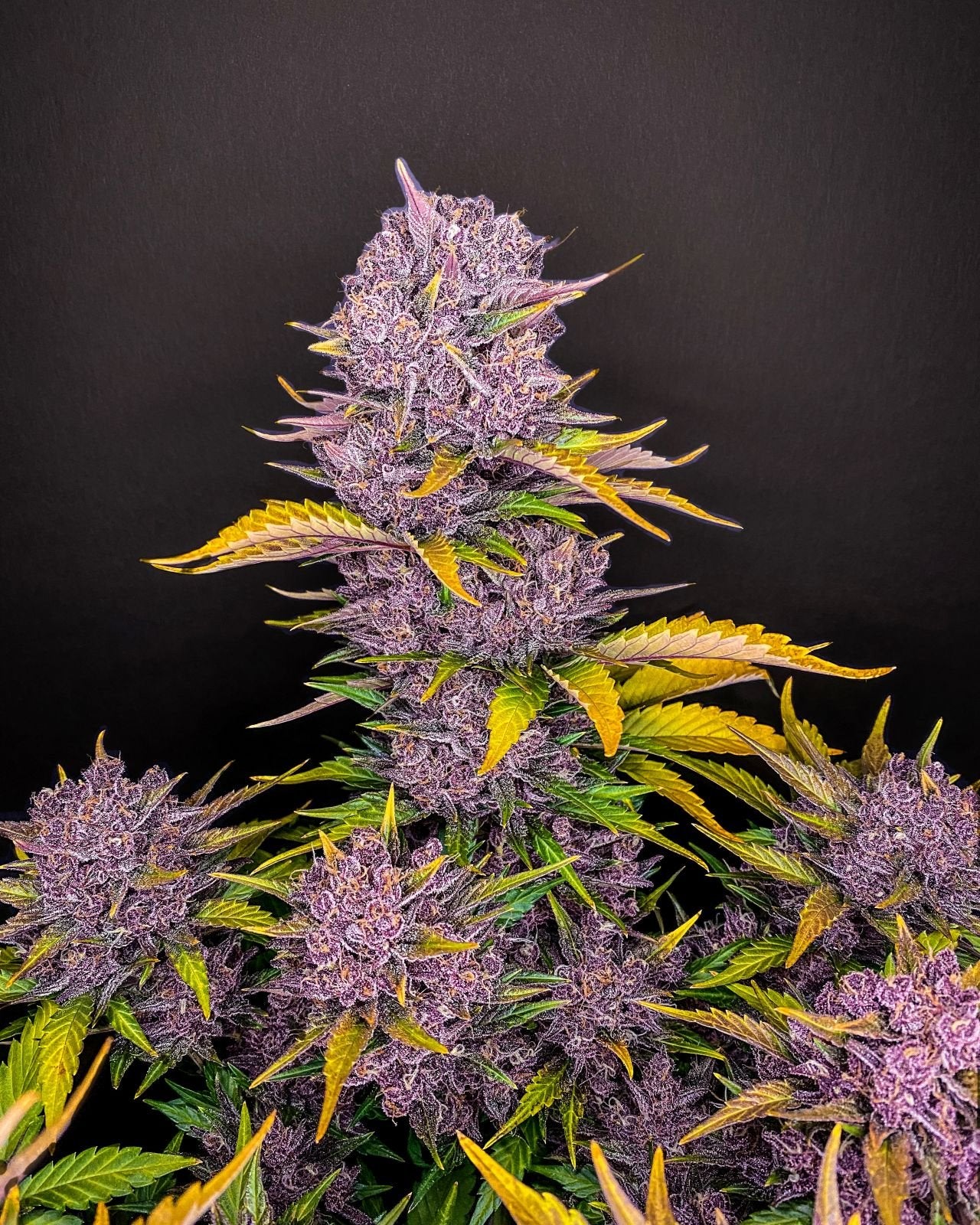 Purple Lemonade Autoflower Seeds