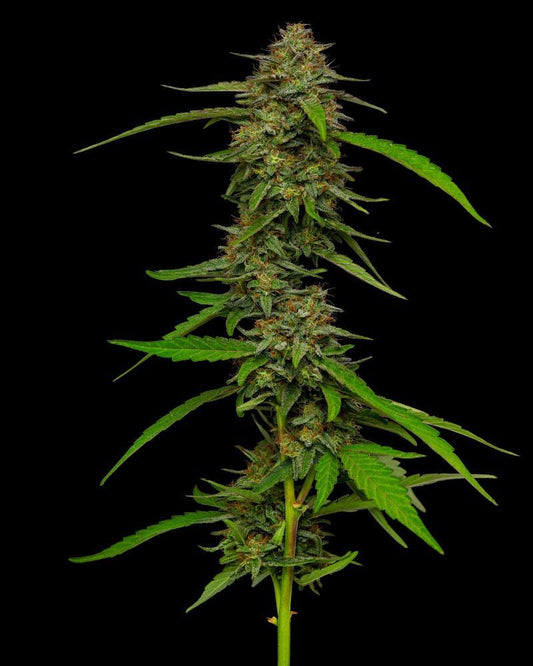 Humboldt Seeds Strawberry Cheesecake Auto Feminized Seeds 5 Pack